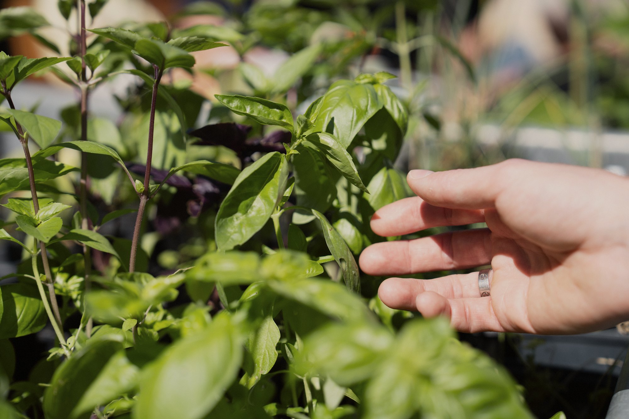Basil at the nursery