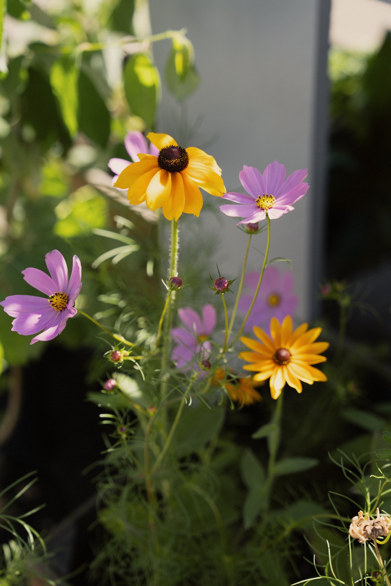 Edible flowers