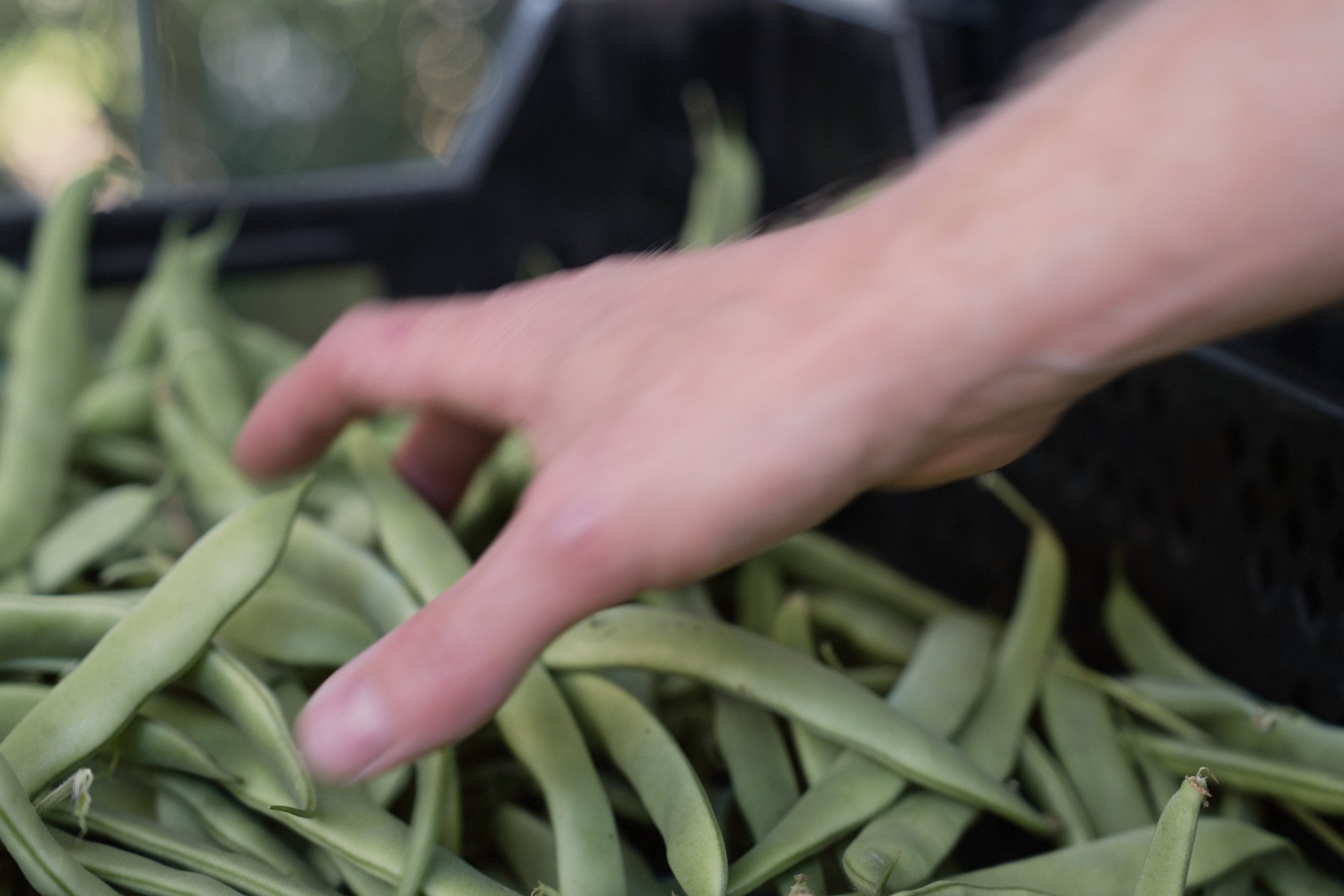 Runner beans on the cane