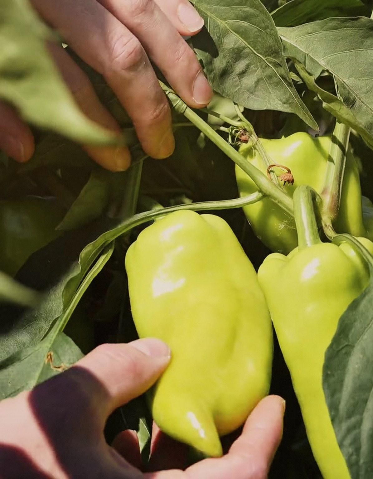 Peppers picked by hand