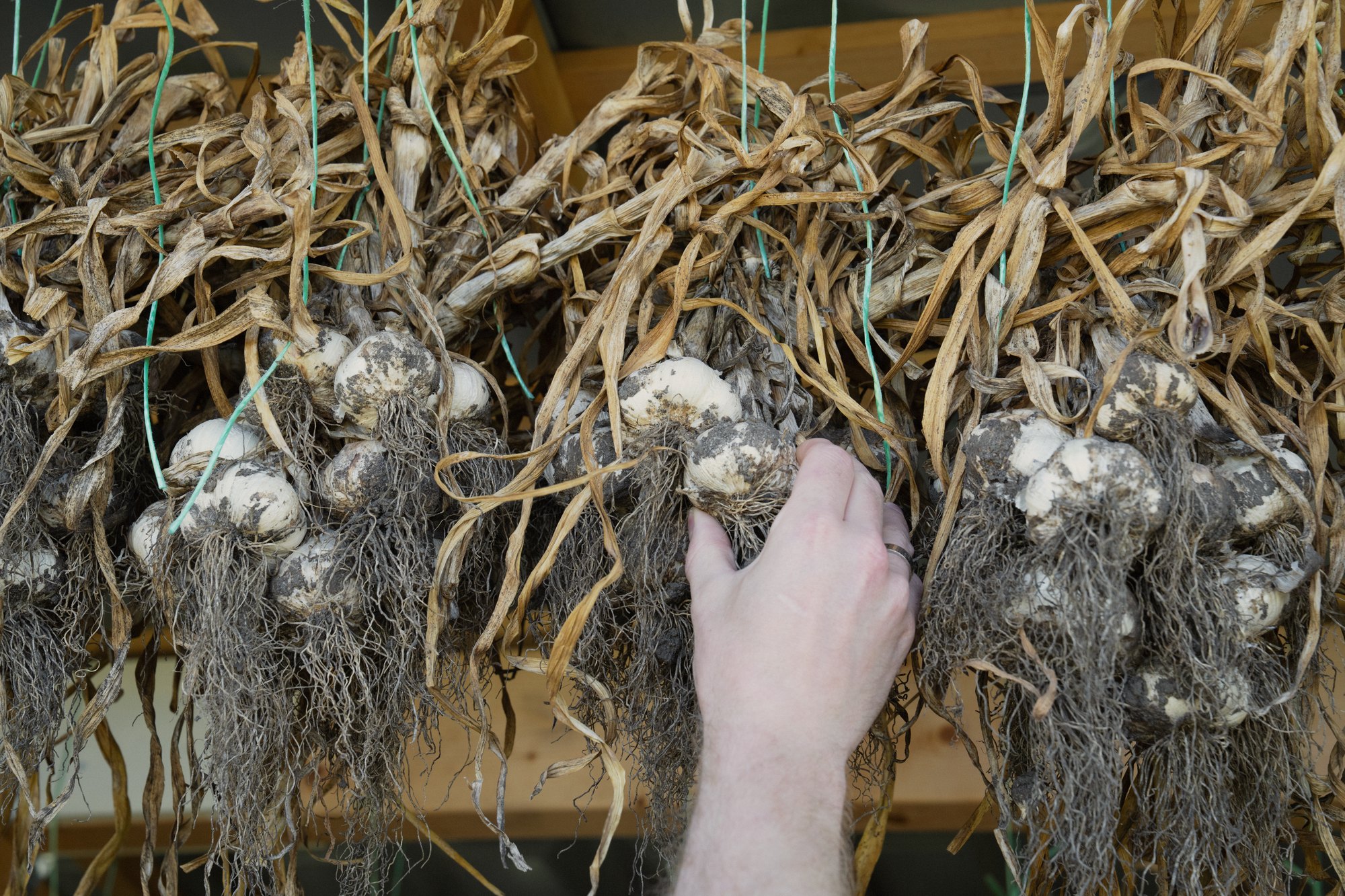 Garlic drying
