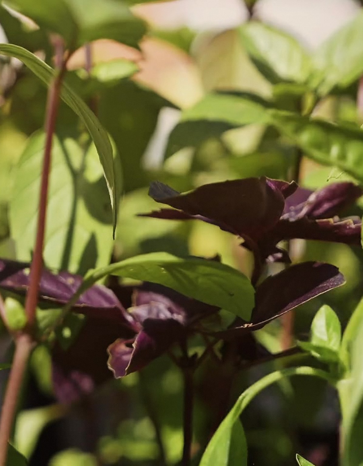 Fresh herbs at the nursery