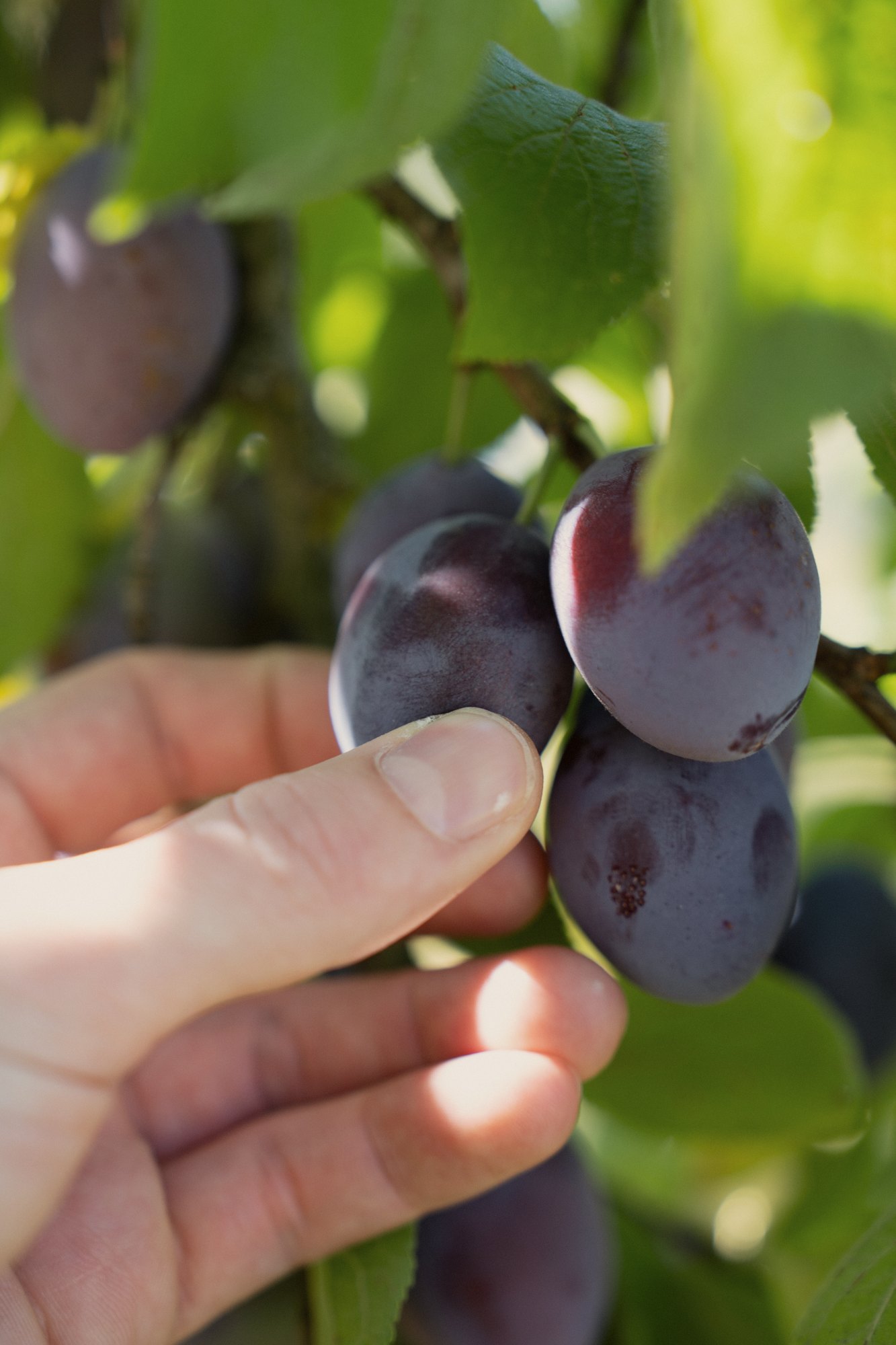 Plums on the tree