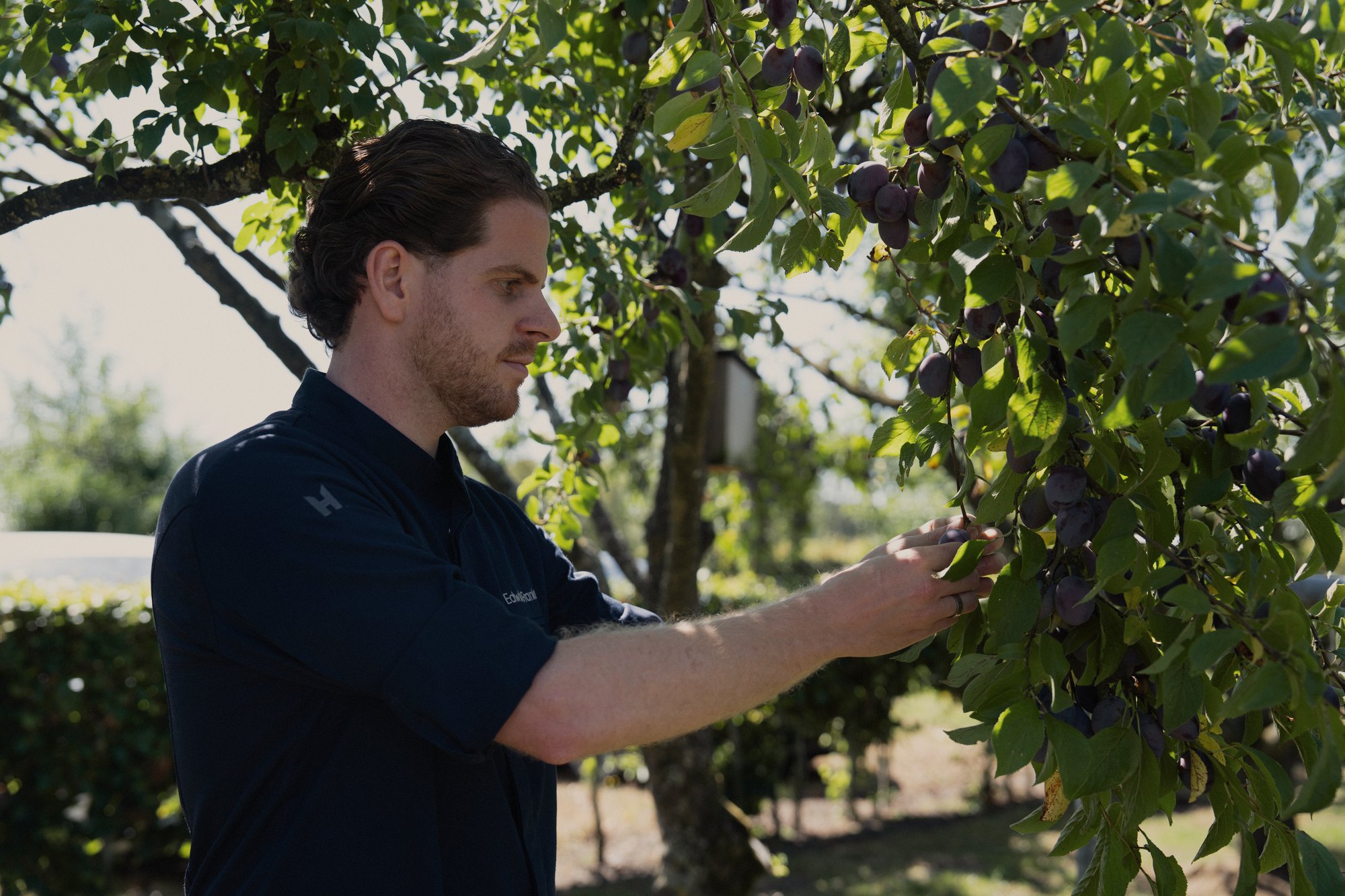 Picking plums in the orchard