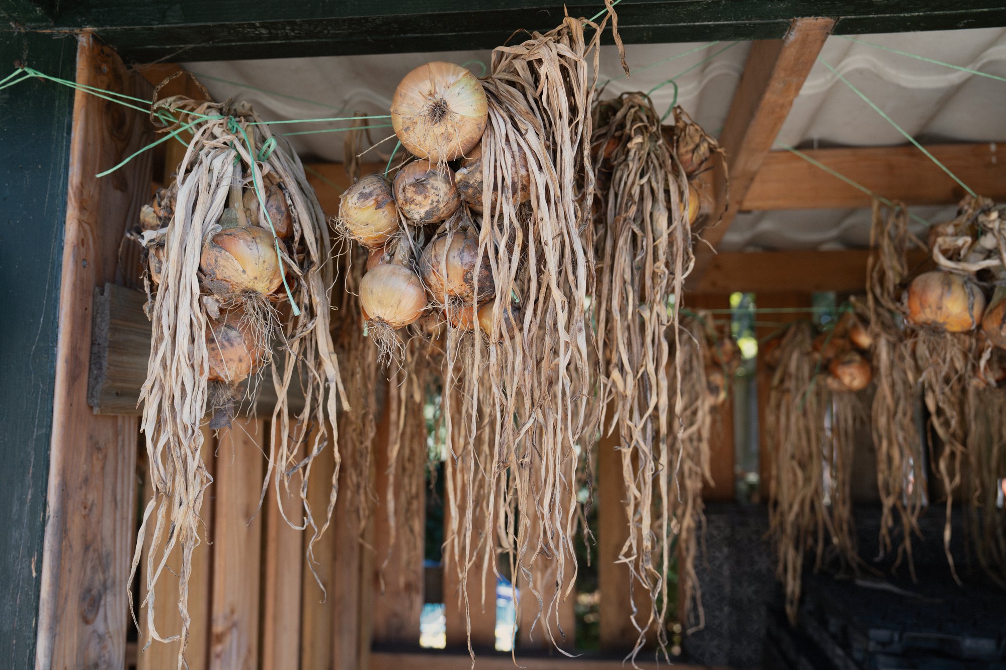 Onions from the kitchen garden